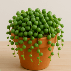 Senecio