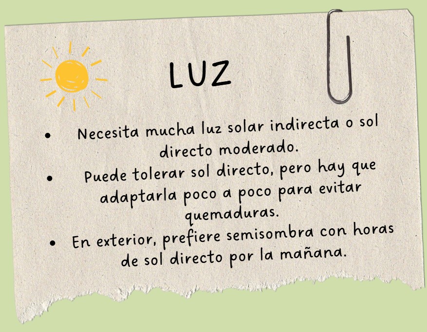 ECHAVERIA LUZ