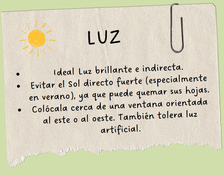 LUZ SENECIO