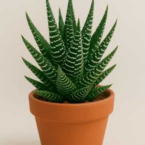 Haworthia