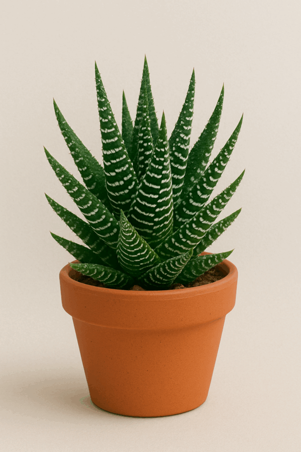 Haworthia